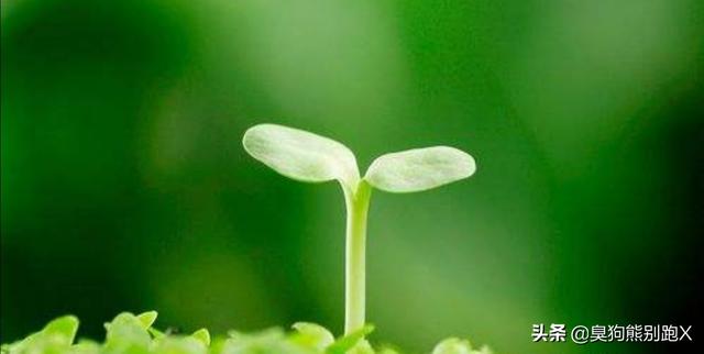 护眼绿色背景图片（护眼绿色背景图片高清）